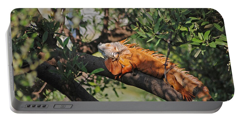 Iguanas Portable Battery Charger featuring the photograph 25- Iguanas by Joseph Keane
