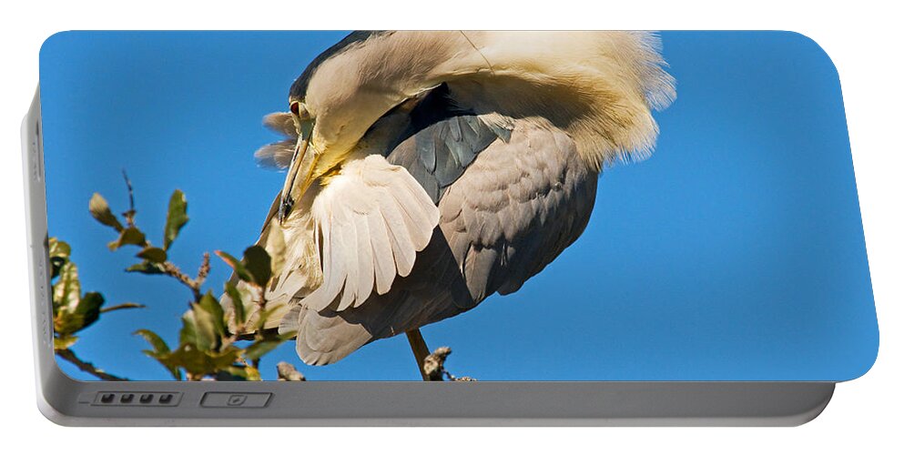Nature Portable Battery Charger featuring the photograph Black-crowned Night Heron #29 by Millard H. Sharp