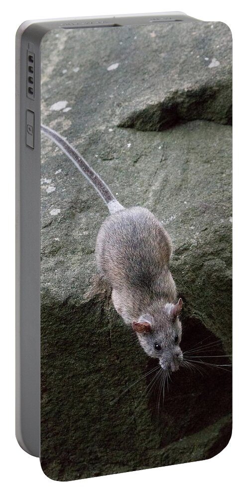 Allegheny Woodrat Portable Battery Charger featuring the photograph Allegheny Woodrat Neotoma Magister by David Kenny
