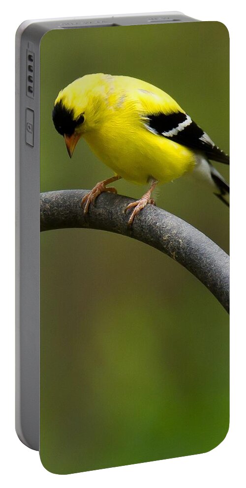 Goldfinch Portable Battery Charger featuring the photograph American Goldfinch #3 by Robert L Jackson