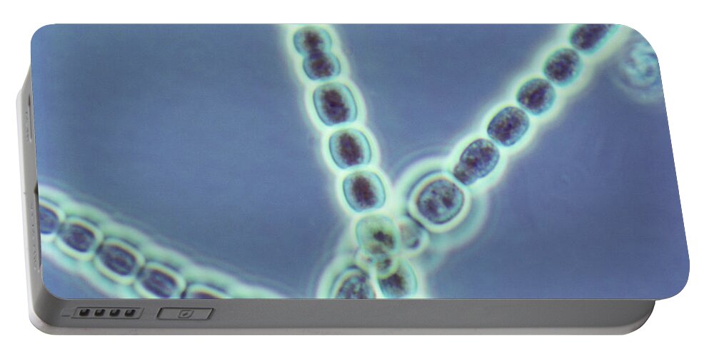 Filamentous Cyanobacteria Portable Battery Charger featuring the photograph Anabaena, Lm #3 by Robert Knauft / Biology Pics