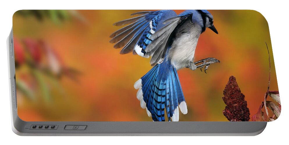 Blue Jay Portable Battery Charger featuring the photograph Blue Jay #1 by Scott Linstead