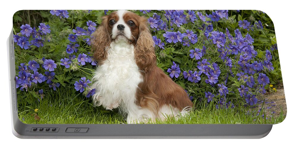 Dog Portable Battery Charger featuring the photograph Cavalier King Charles Spaniel #3 by John Daniels