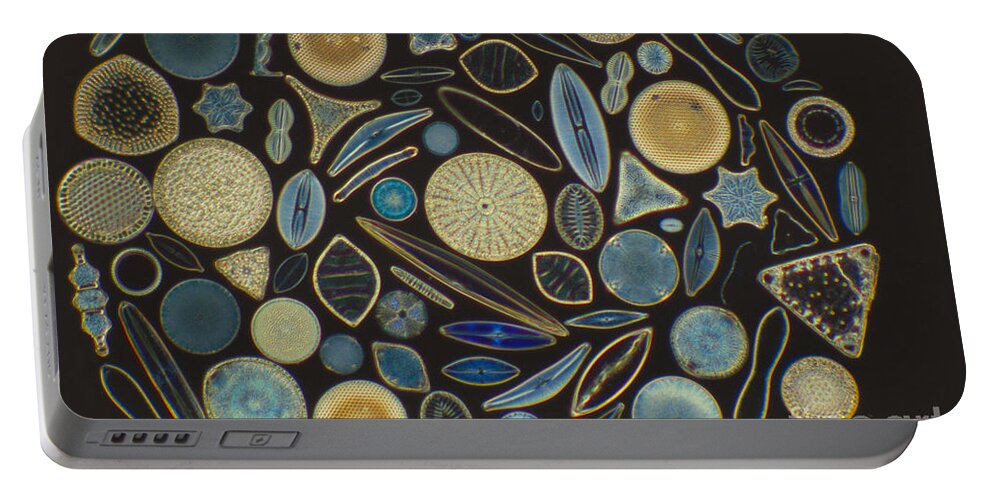 Diatom Portable Battery Charger featuring the photograph Diatoms #3 by Kent Wood