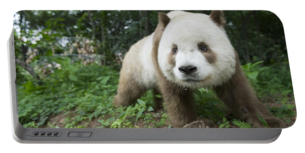 Katherine Feng Portable Battery Charger featuring the photograph Giant Panda Brown Morph China by Katherine Feng