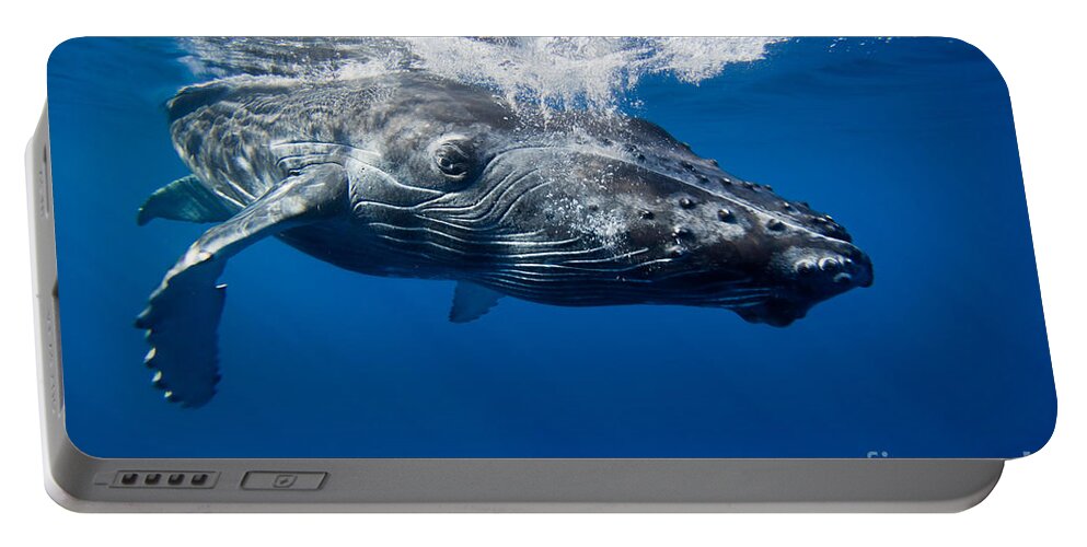 Humpback Whale Portable Battery Charger featuring the photograph Humpback Whale Calf #3 by David Fleetham