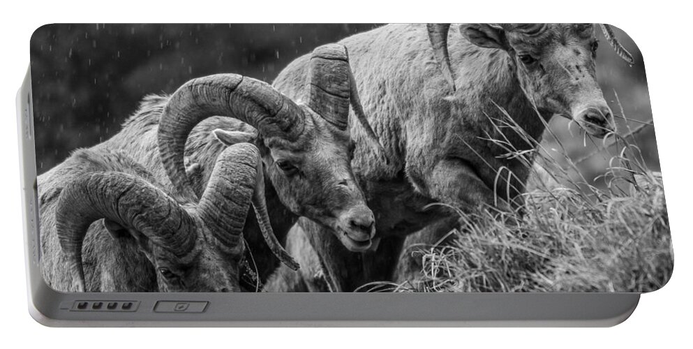Big Horn Sheep Portable Battery Charger featuring the photograph 3 Kings by Kevin Dietrich
