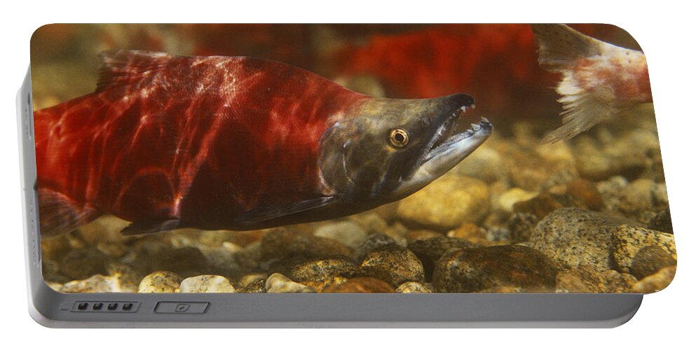 Kokanee Salmon Portable Battery Charger featuring the photograph Kokanee Salmon by William H. Mullins