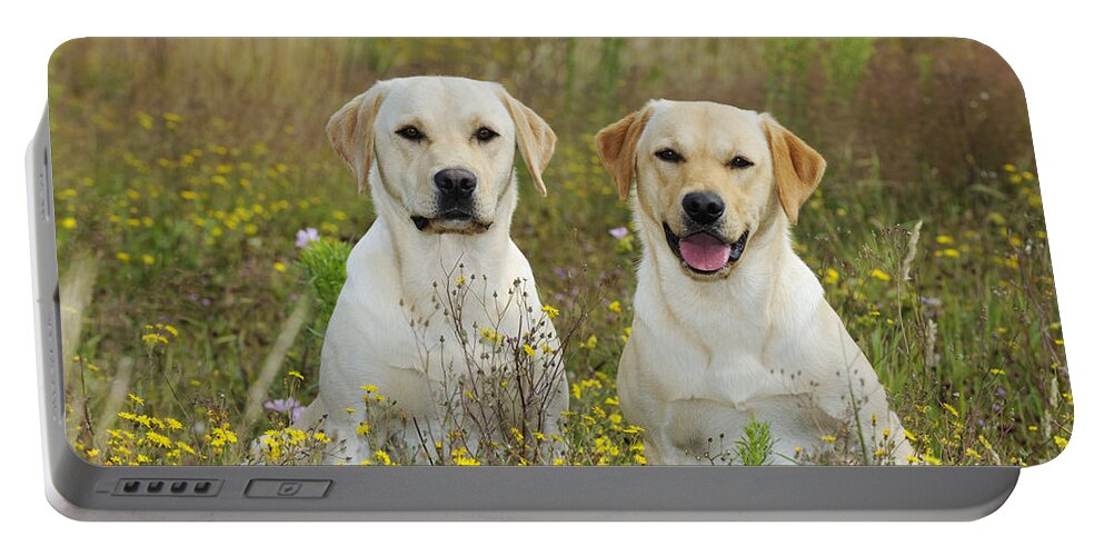 Labrador Retriever Portable Battery Charger featuring the photograph Labrador Retriever Dogs #3 by John Daniels