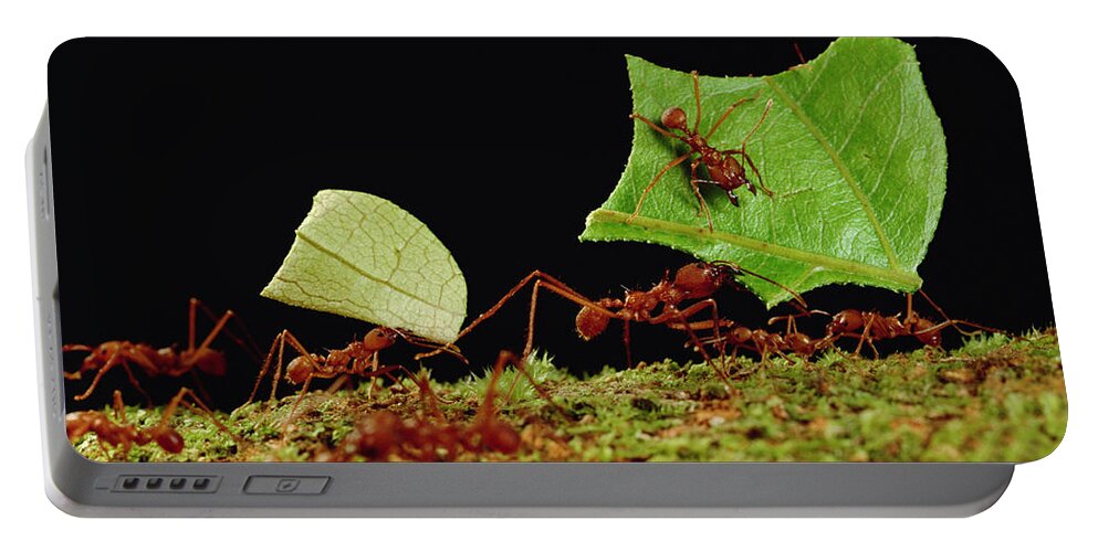 Feb0514 Portable Battery Charger featuring the photograph Leafcutter Ants Carrying Leaves French #3 by Mark Moffett