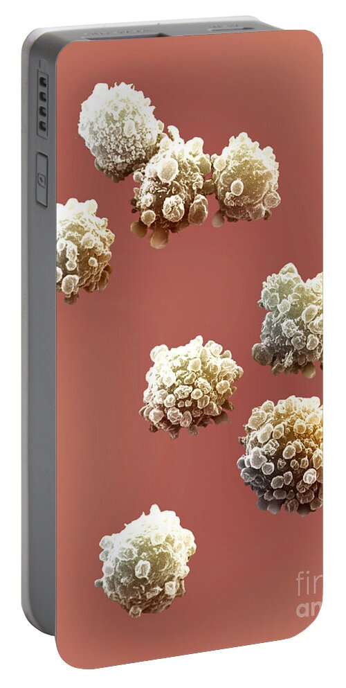 Lymphocytes Portable Battery Charger featuring the photograph Lymphocytes Undergoing Apoptosis #3 by David M. Phillips