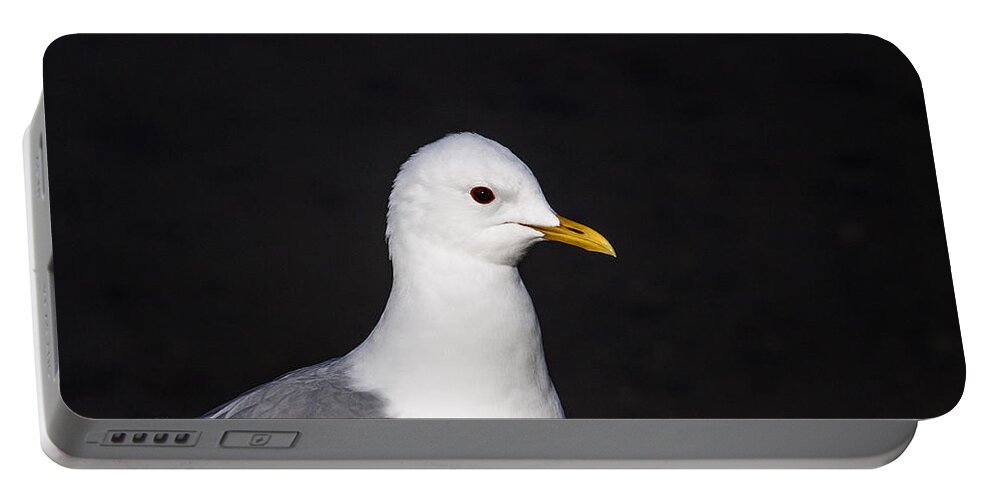 Doug Lloyd Portable Battery Charger featuring the photograph Mew Gull #3 by Doug Lloyd