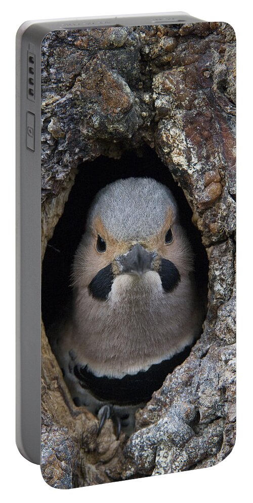 Michael Quinton Portable Battery Charger featuring the photograph Northern Flicker In Nest Cavity Alaska by Michael Quinton