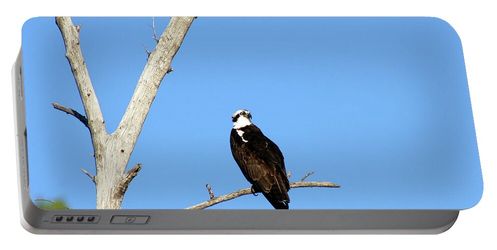 Feather Portable Battery Charger featuring the photograph Osprey by Christiane Schulze Art And Photography