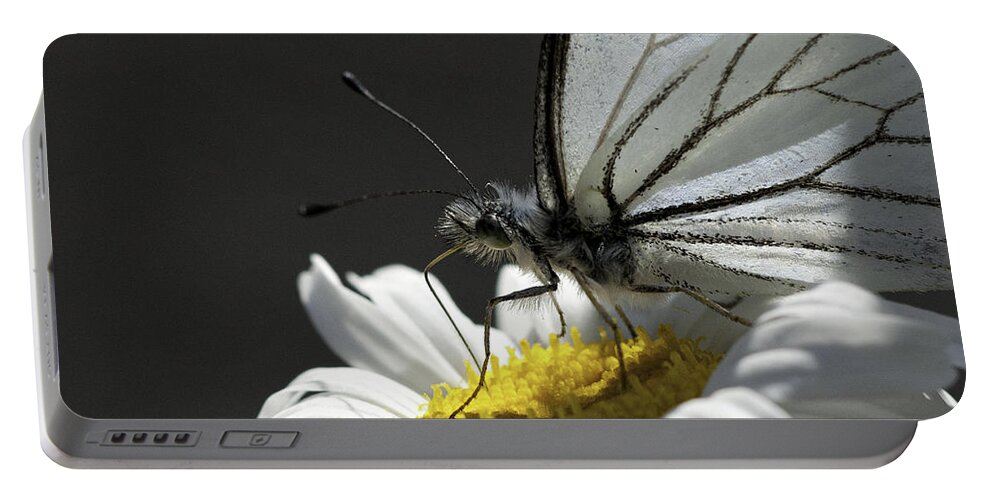 Pine White Portable Battery Charger featuring the photograph Pine White Butterfly #3 by Betty Depee