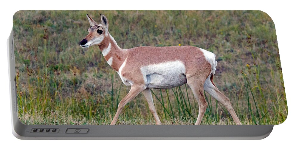 Animal Portable Battery Charger featuring the photograph Pronghorn #3 by Fred Stearns