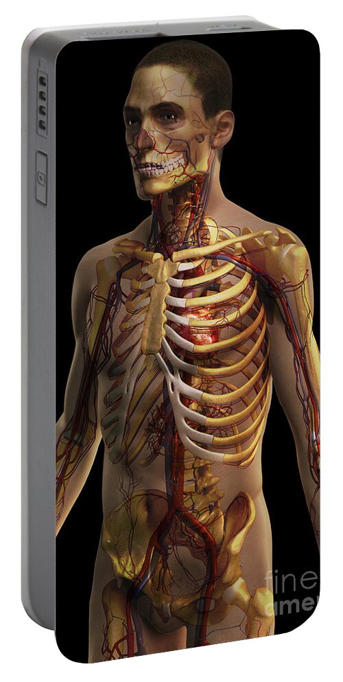 Thoracic Aorta Portable Battery Charger featuring the photograph The Cardiovascular System #3 by Science Picture Co