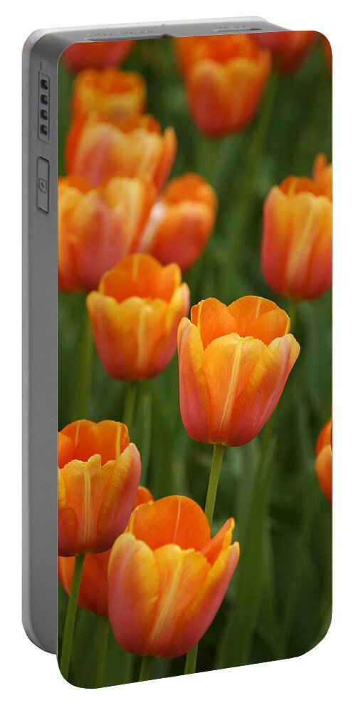 Feb0514 Portable Battery Charger featuring the photograph Tulip Flower Garden Japan #3 by Hiroya Minakuchi