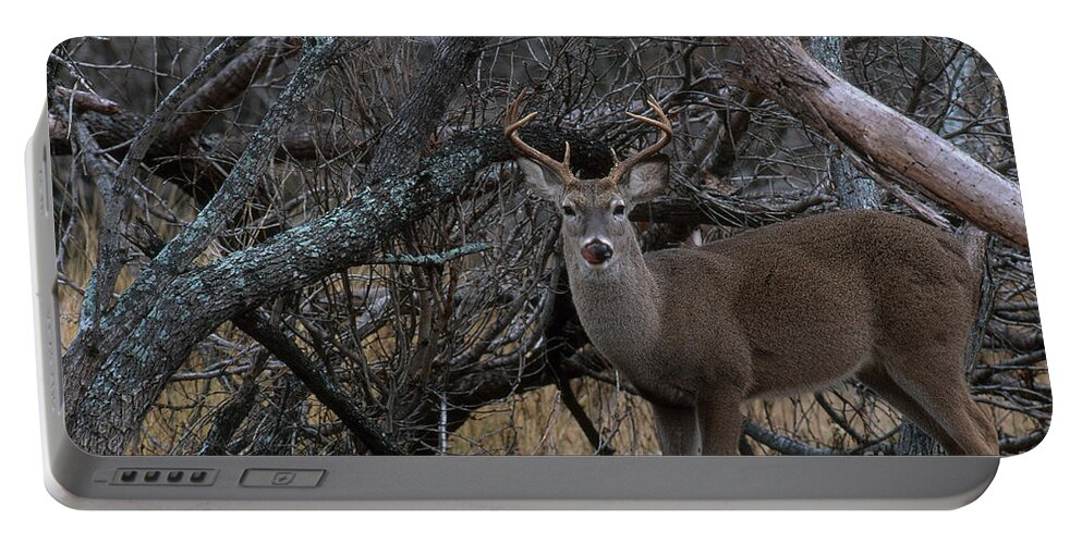 White-tailed Deer Portable Battery Charger featuring the photograph White-tailed Deer #3 by Art Wolfe