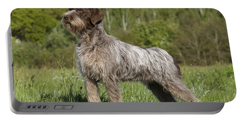 Dog Portable Battery Charger featuring the photograph Wire-haired Pointing Griffon #3 by Jean-Michel Labat