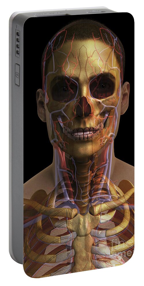 Vein Portable Battery Charger featuring the photograph The Cardiovascular System #38 by Science Picture Co