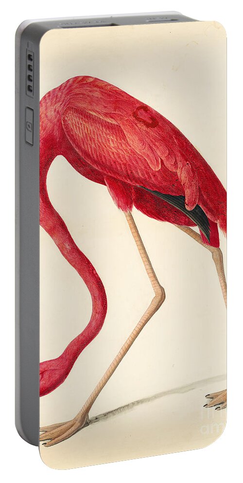 Audubon Watercolors Portable Battery Charger featuring the drawing American Flamingo #4 by Celestial Images