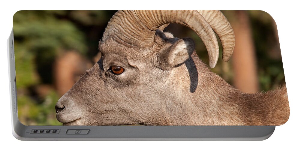 Autumn Portable Battery Charger featuring the photograph Big Horn Sheep Ram #4 by Fred Stearns