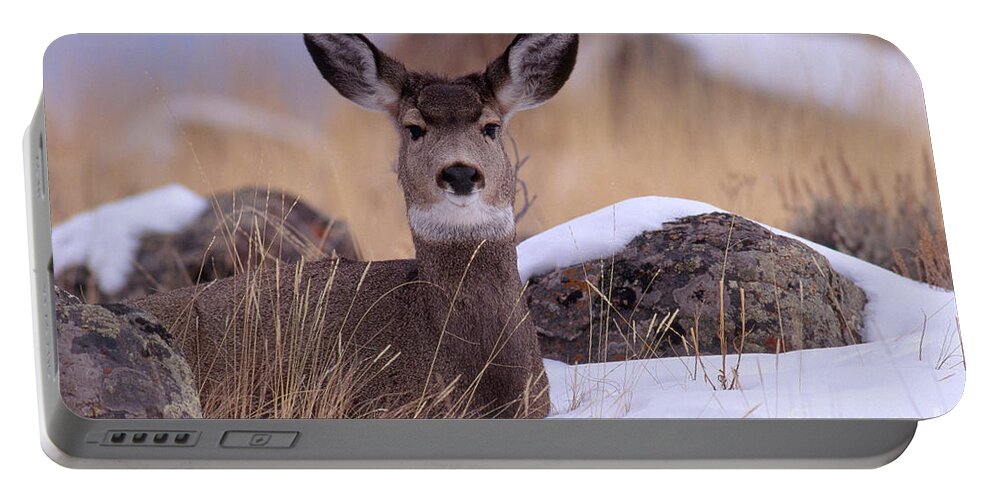 Animal Portable Battery Charger featuring the photograph Blacktail Or Mule Deer #4 by Art Wolfe