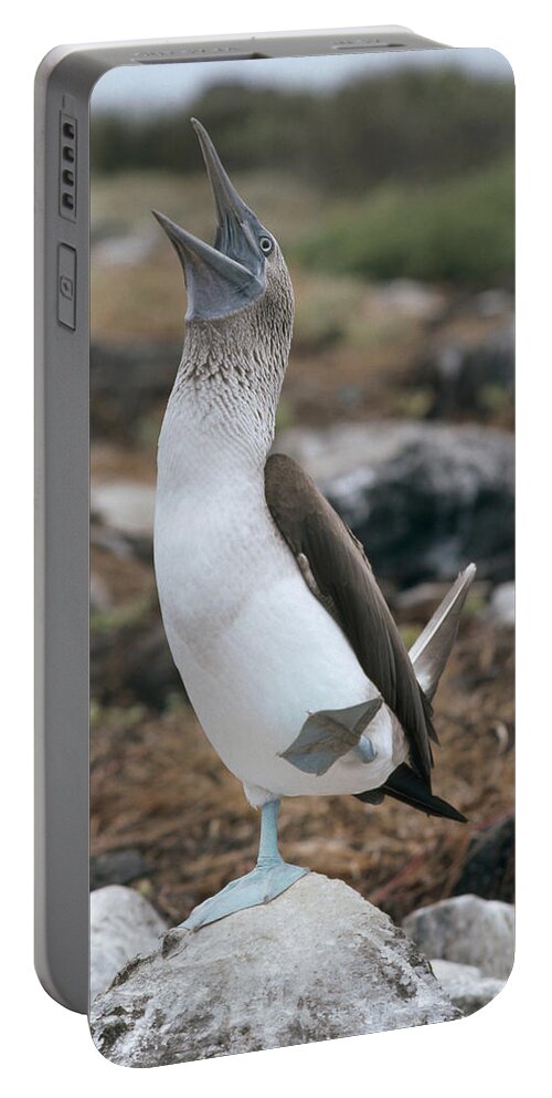 Feb0514 Portable Battery Charger featuring the photograph Blue-footed Booby Courtship Dance #4 by Tui De Roy