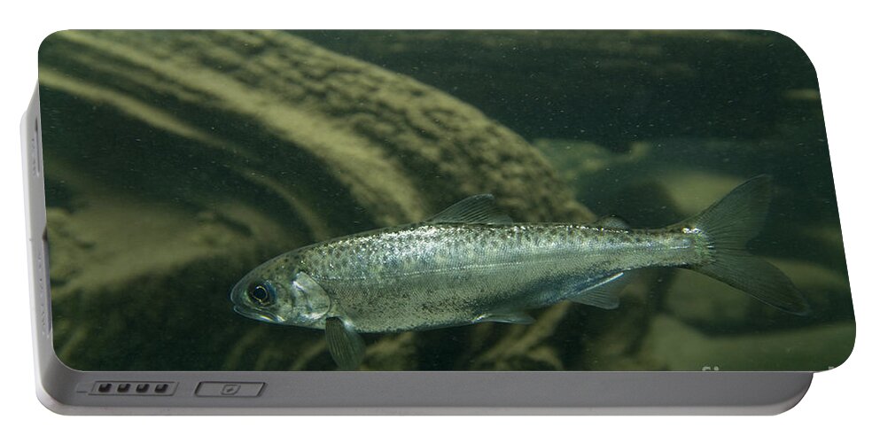 Chinook Portable Battery Charger featuring the photograph Chinook Salmon Smolt #4 by William H. Mullins