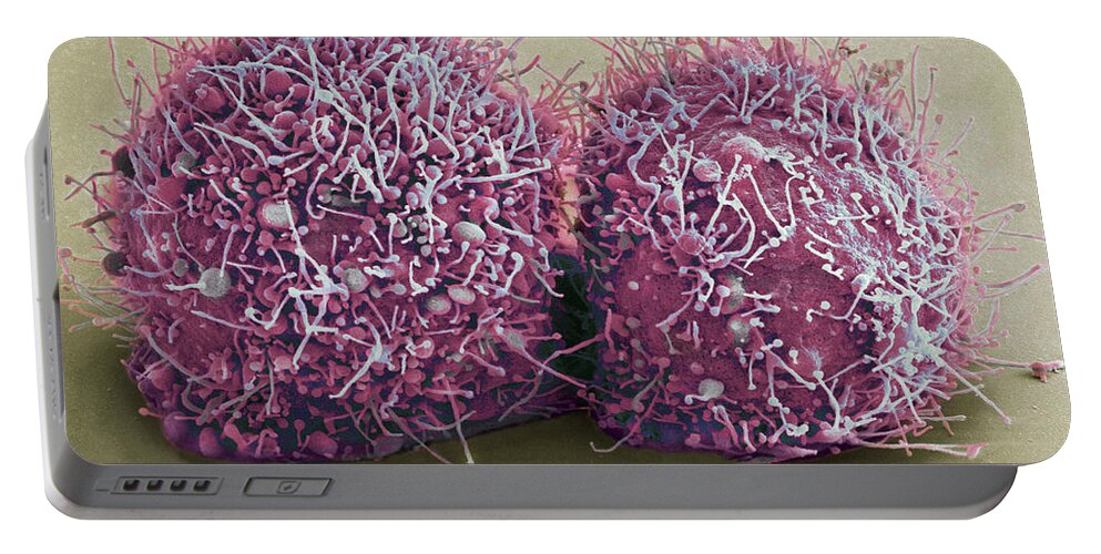 Science Portable Battery Charger featuring the photograph Dividing Hela Cells, Sem by Science Source