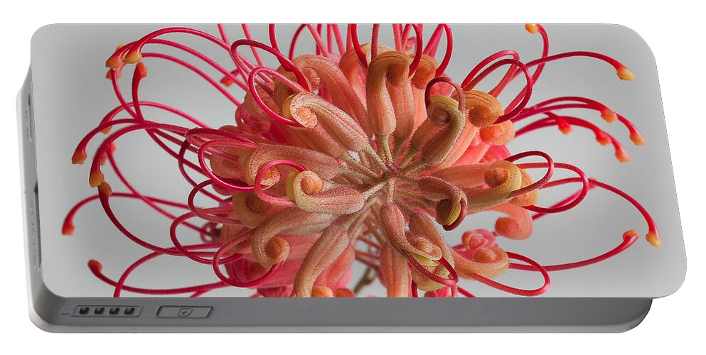 Grevillea Portable Battery Charger featuring the photograph Grevillea flower by Shirley Mitchell
