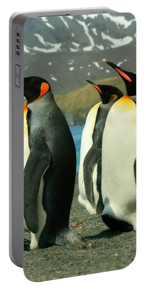 3 Penguins Portable Battery Charger featuring the photograph King Penguins #4 by Amanda Stadther