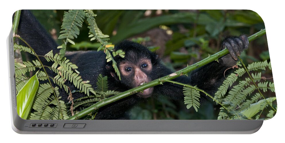 Spider Monkey Portable Battery Charger featuring the photograph Peruvian Spider Monkey #4 by William H. Mullins