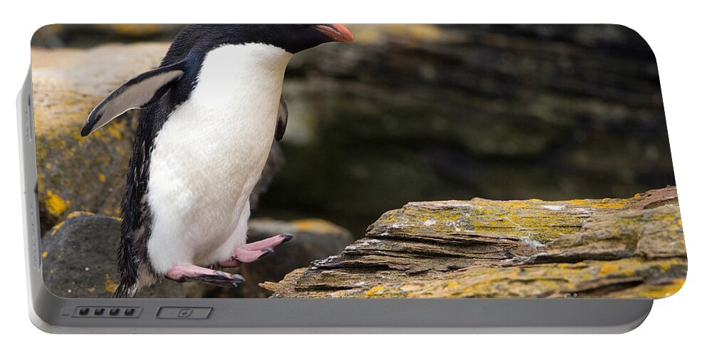 Southern Rockhopper Penguin Portable Battery Charger featuring the photograph Rockhopper Penguin by John Shaw