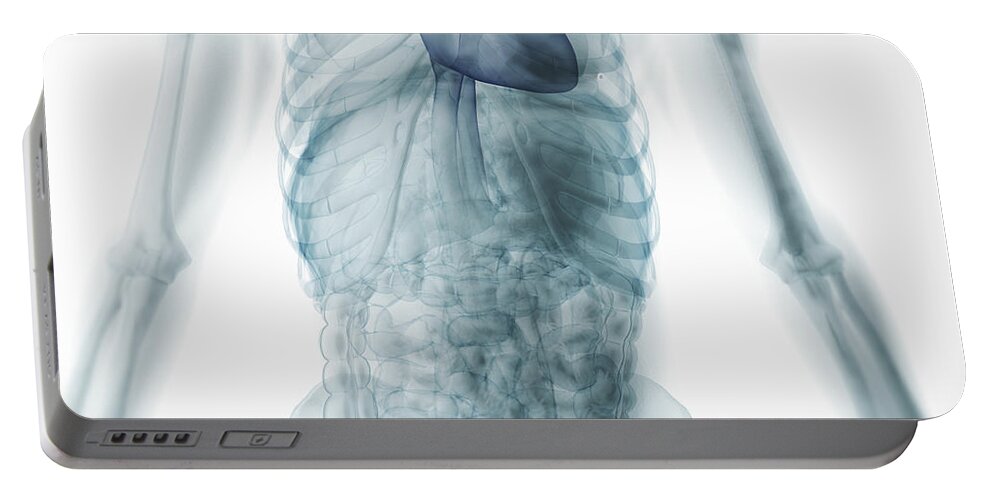 Anatomical Model Portable Battery Charger featuring the photograph Human Anatomy #43 by Science Picture Co