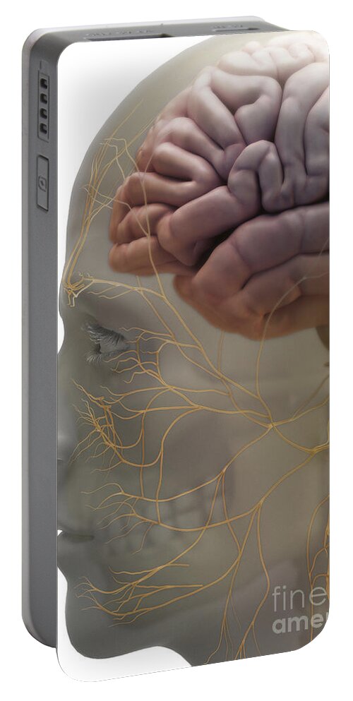 Cortex Portable Battery Charger featuring the photograph Human Brain #47 by Science Picture Co