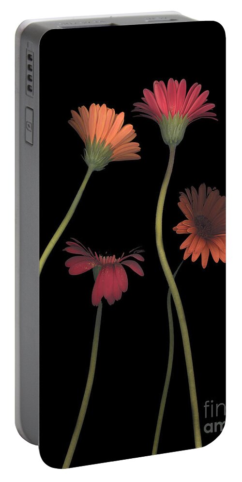 Black Portable Battery Charger featuring the photograph 4Daisies on Stems by Heather Kirk