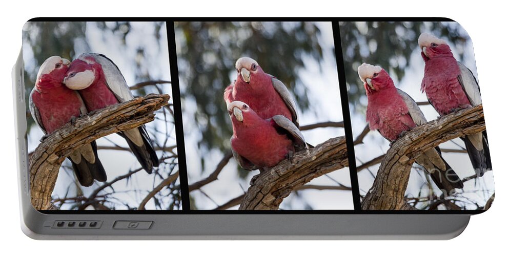 Eolophus Roseicapilla Portable Battery Charger featuring the photograph Galahs by Steven Ralser