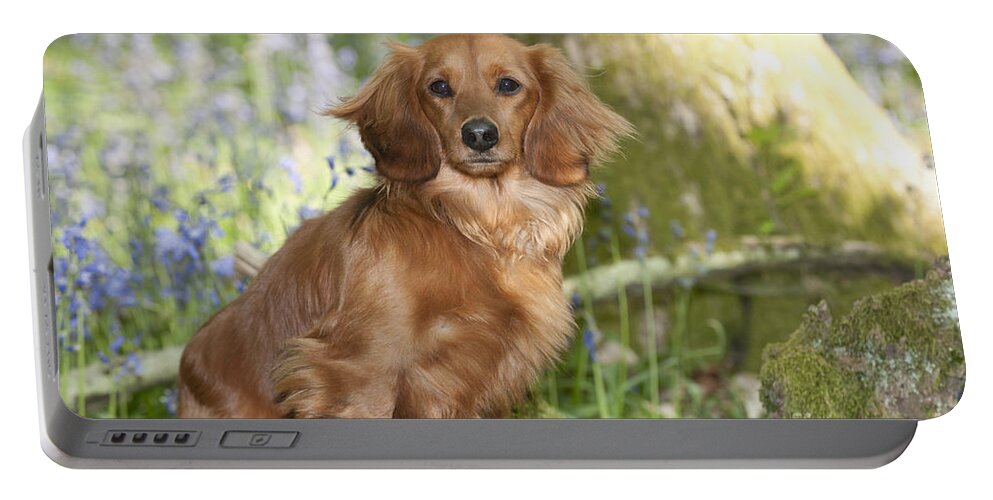 Dachshund Portable Battery Charger featuring the photograph Miniature Long-haired Dachshund #3 by John Daniels