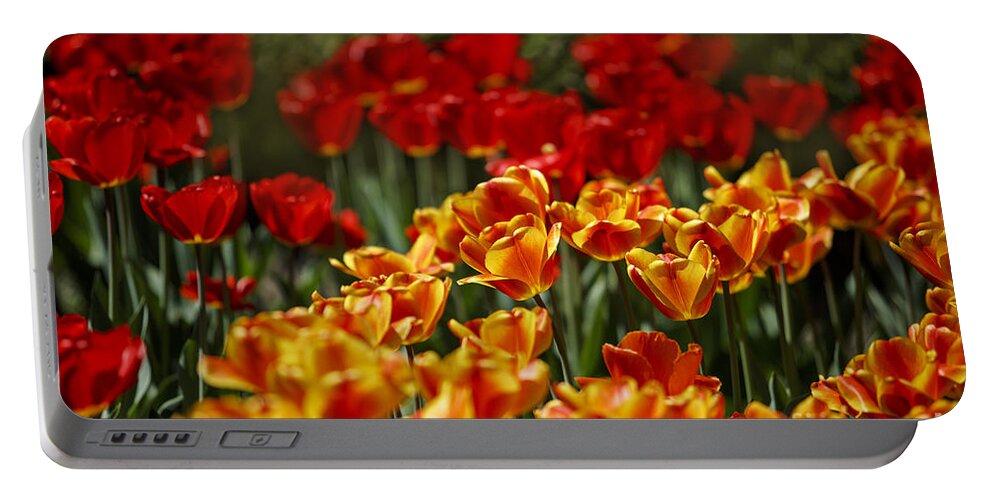 Tulip Portable Battery Charger featuring the photograph Red and Yellow Tulips #5 by Nailia Schwarz