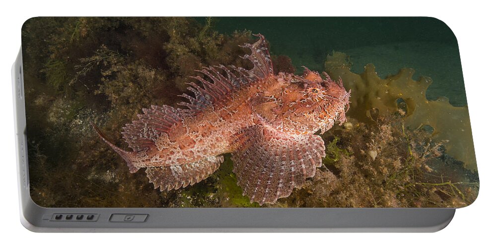 Sea Raven Portable Battery Charger featuring the photograph Sea Raven #5 by Andrew J. Martinez