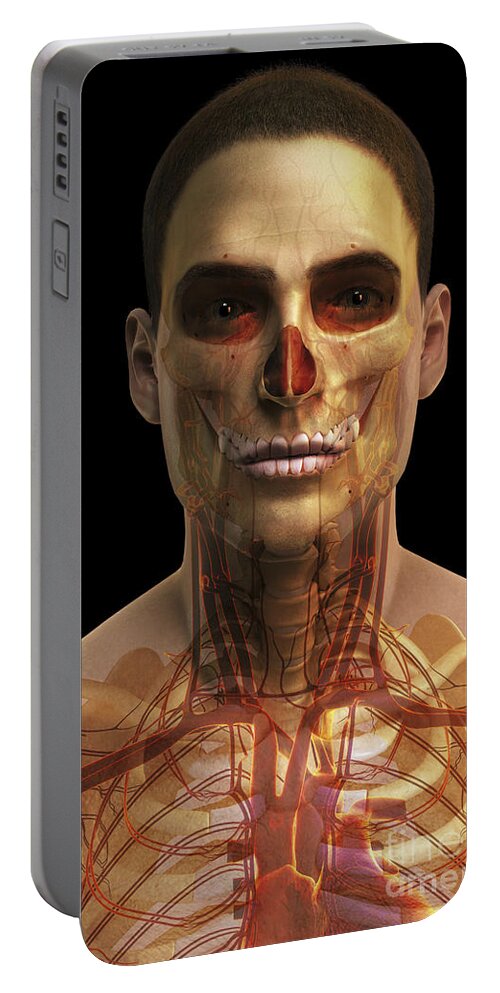 Vein Portable Battery Charger featuring the photograph The Cardiovascular System #58 by Science Picture Co