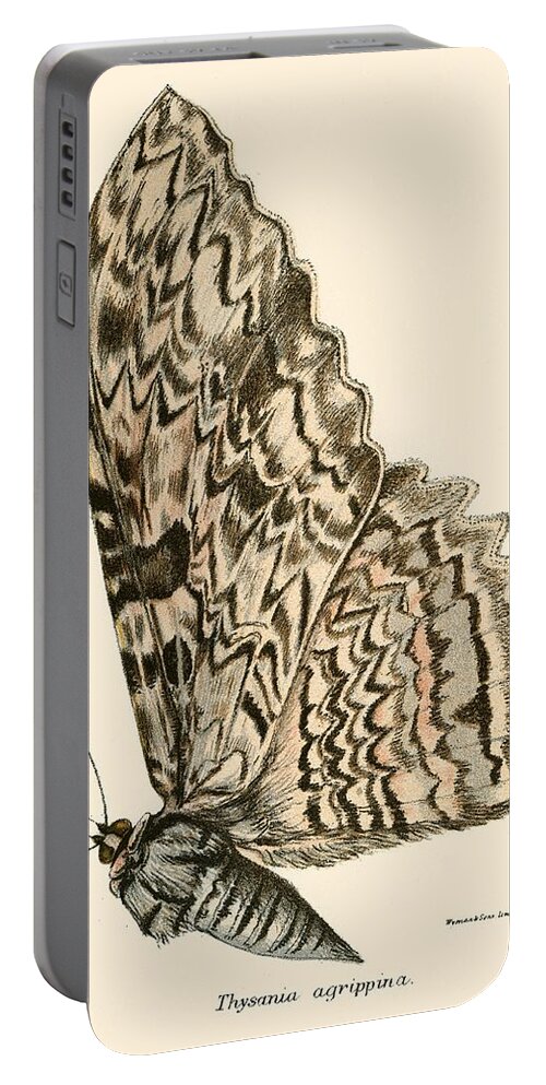 Insect Portable Battery Charger featuring the painting Butterflies by English School