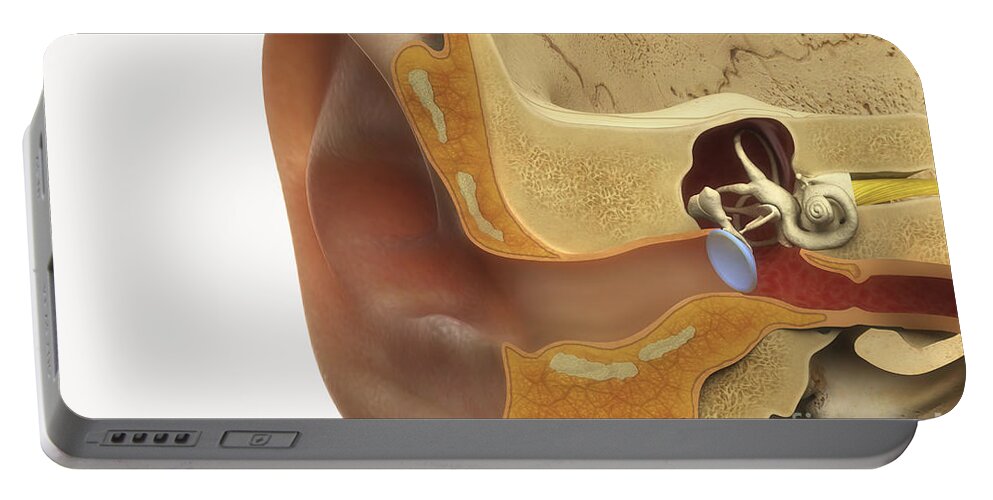 3d Visualisation Portable Battery Charger featuring the photograph Ear Anatomy #6 by Science Picture Co