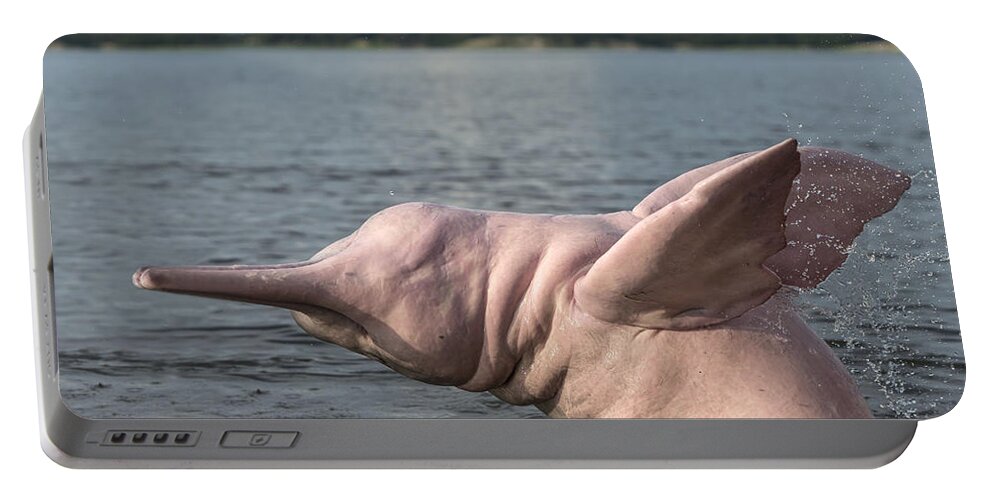 Amazon River Dolphin Portable Battery Charger featuring the photograph Amazon River Dolphin #7 by M. Watson