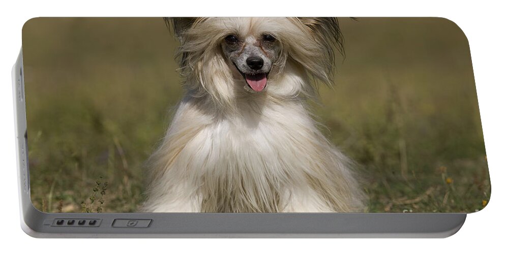 Chinese Crested Portable Battery Charger featuring the photograph Chinese Crested Dog #7 by Jean-Michel Labat