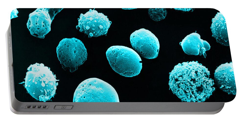 White Blood Cell Portable Battery Charger featuring the photograph Lymphocytes Undergoing Apoptosis, Sem #7 by David M. Phillips