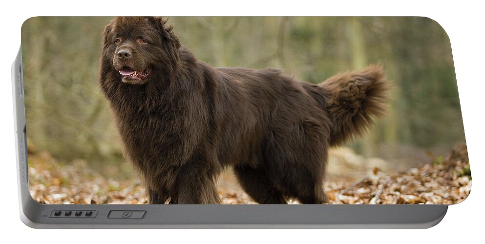 Newfoundland Portable Battery Charger featuring the photograph Newfoundland Dog #7 by Jean-Michel Labat
