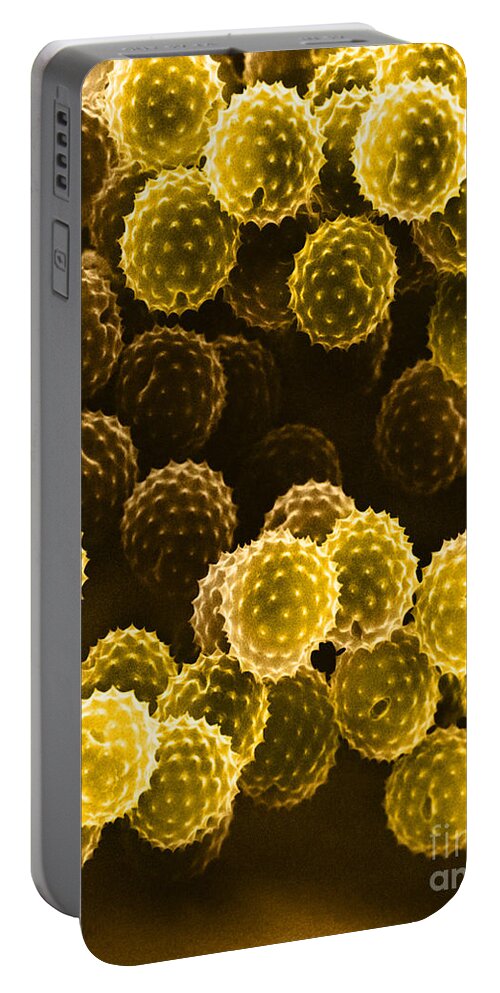 Allergen Portable Battery Charger featuring the photograph Ragweed Pollen Sem by David M. Phillips / The Population Council